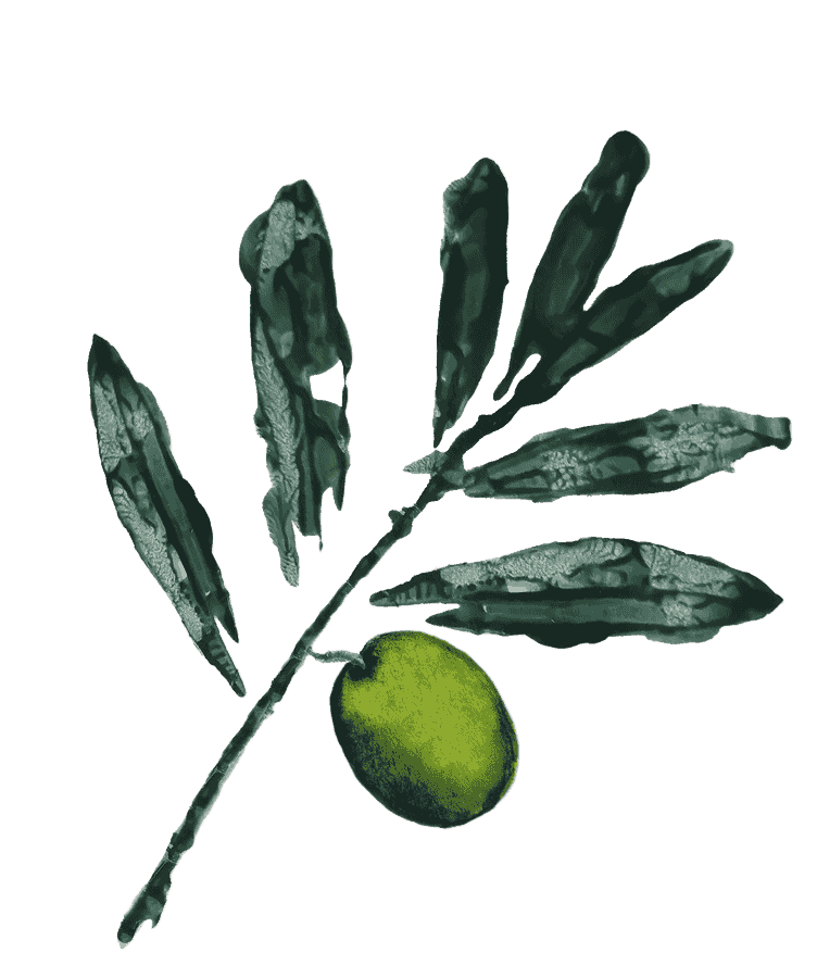 Illustration of an olive branch