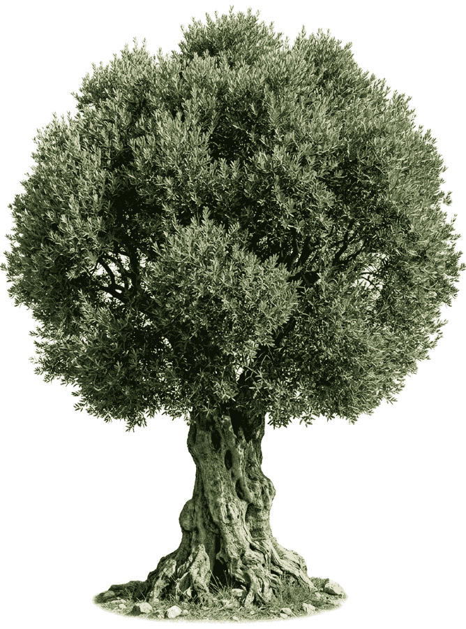 Old olive tree in front of Hiša Padnjec