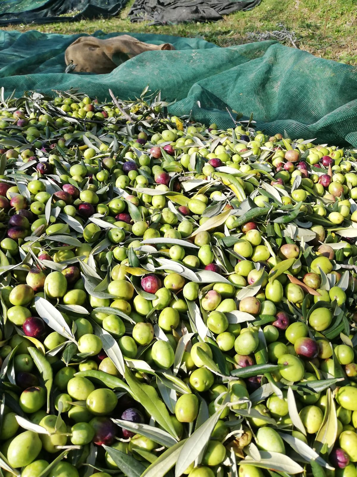 Freshly picked olives on a net